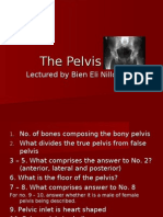 The Pelvis