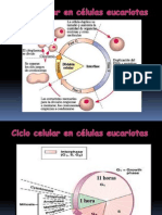 Ciclo Celular Cancer 3