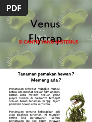 Venus Flytrap