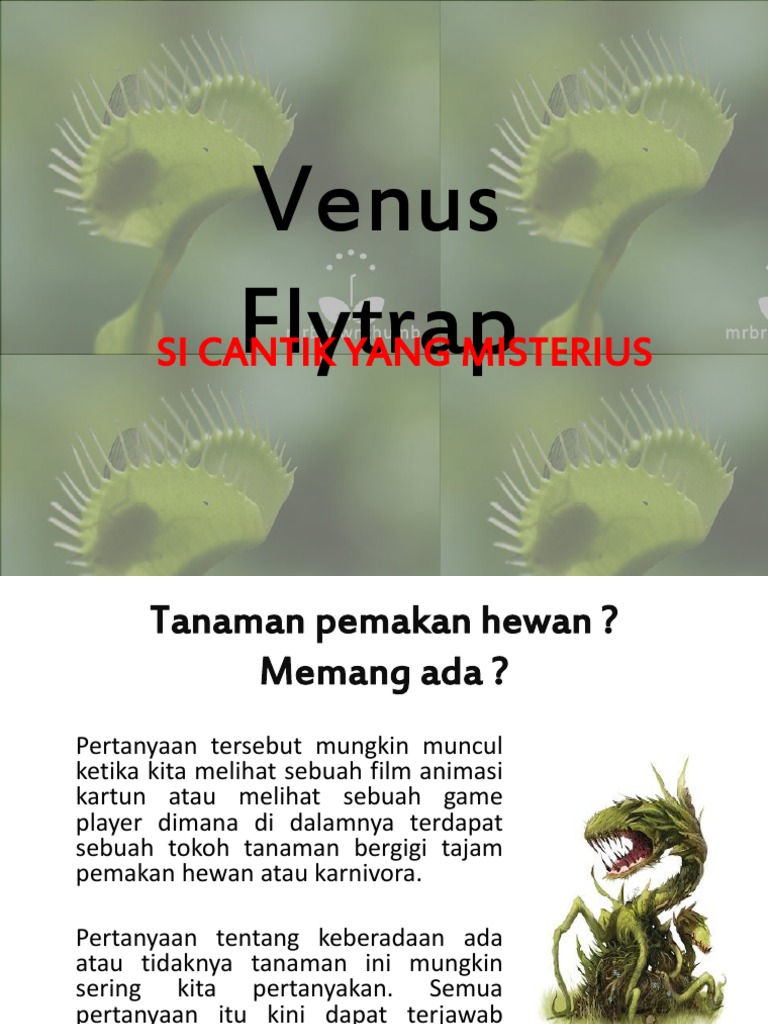 Venus Flytrap | PDF