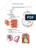 7.sistema_circulatorio