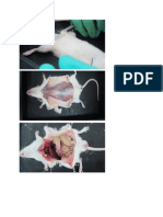 Rat Dissection Pics