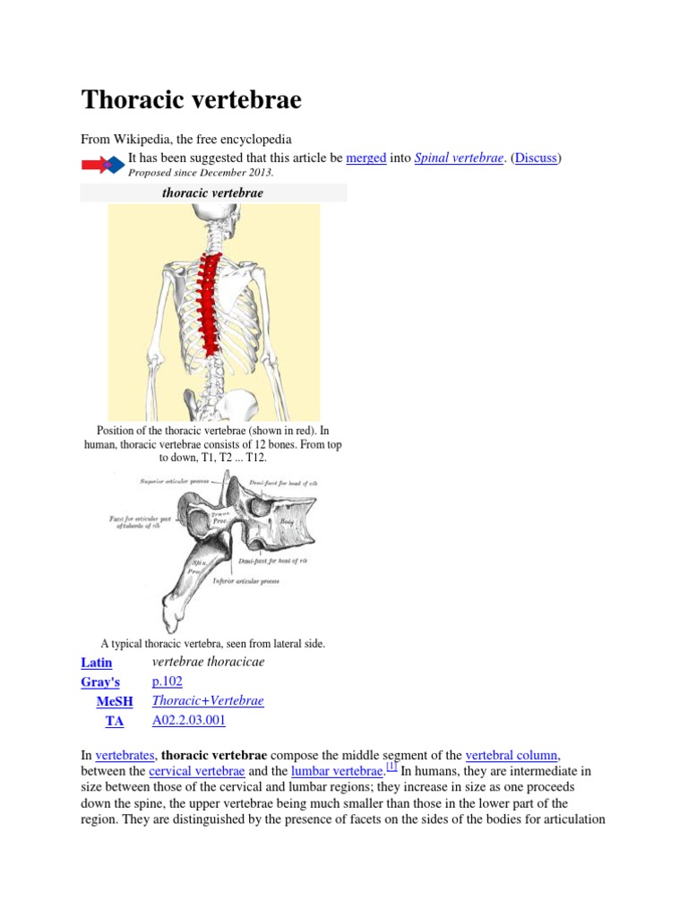 Thoracic Vertebrae | Vertebra | Vertebral Column