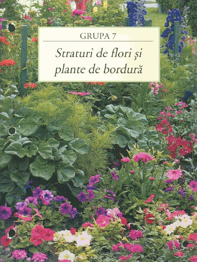 Straturi De Flori Si Plante De Bordura