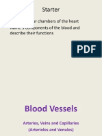 Blood Vessels