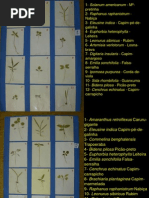 Prova prática daninhas fotos.pptx