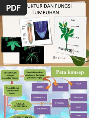 Kelas 8 Struktur Dan Fungsi Tumbuhanpptx