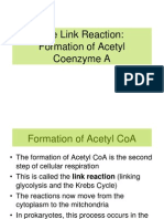 4. Formation of Acetyl Coenzyme a PPT3
