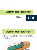 Electron Transport Chain PPT 5