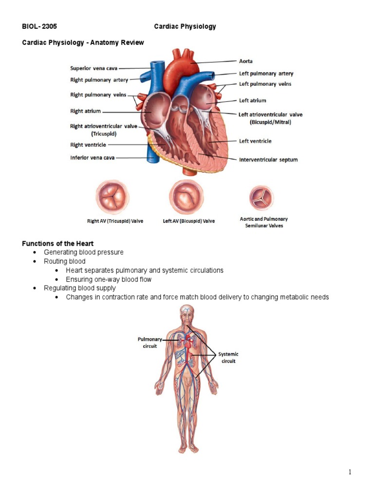 Cardiac Notes Heart Valve Heart