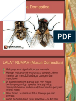 Lalat, Musca Domestica