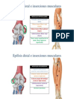 Musculos Epitrocleares y Epicondilos