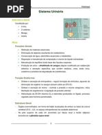 [Histologia]Sistema Urinário