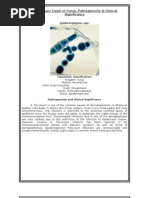 Download Microscopic Exam of Fungi by jadeyjade SN20613269 doc pdf