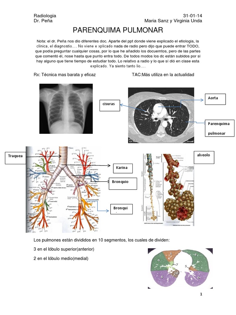 anatom-a-y-patolog-a-del-par-nquima-pulmonar-pdf-amianto-pulm-n