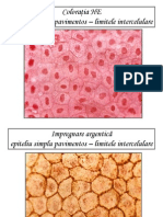 Imagini MO Examen Citologie