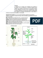 Anatomía interna de las plantas: tejidos, células, flores y frutos