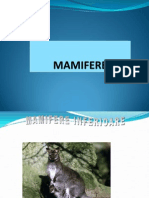 MAMIFERE1