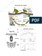 ciclo de vida.docx