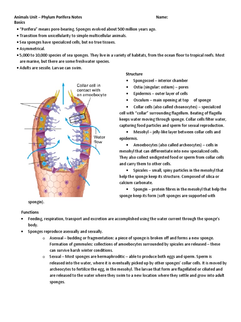 phylum porifera notes | Sponge | Organisms