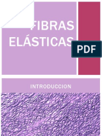 Fibras Elasticas