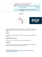 Diametro y Longitud de La Faringe y Traquea