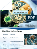 Acinetobacter Alfredo2012060193