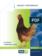 Standar Produksi Ayam Isa Brown
