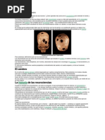 Comprendiendo El Cerebro