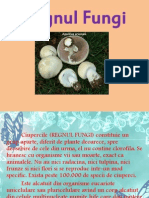 Regnul Fungi