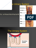 Urinary System Lie