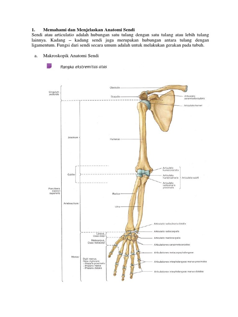 articulatio radioulnaris distalis movement)