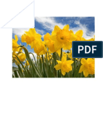 Pictures of Daffodils