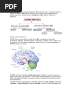 O Sistema Nervoso