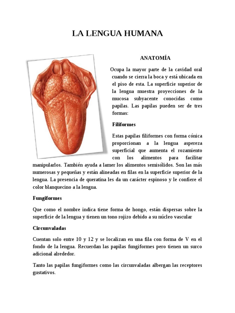 LA LENGUA HUMANA.doc Gusto Sabor