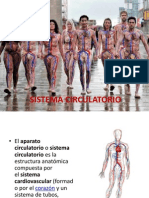 Sistema Circulatorio Humano