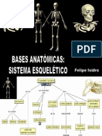 Anatomía Del Sistema Esquelético Del Cuerpo Humano