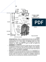 esquema_Estructura_delhueso (2)