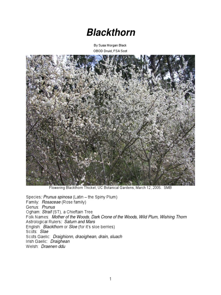 Blackthorn | PDF | Witchcraft | Trees