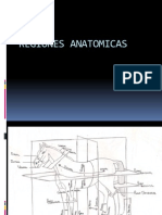 Regiones Anatomicas de Caballos