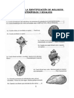 Guía rápida para identificar moluscos