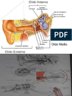 Sistema Auditivo