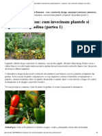 Plante Companion_ cum invecinam plantele si legumele din gradina (partea 1) __ CasaDex – case, constructii, amenajari, decoratiuni