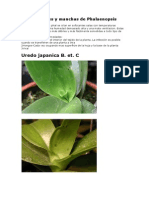 Enfermedades Phalaenopsis