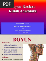 Boyun Kaslari