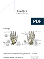 Falange S