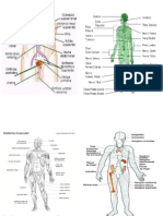 Imagenes Sistemas Del Cuerpo Humano