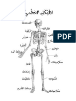 Human Skeleton in Arabic and English