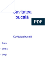 Cavitatea Bucala - Reviziut