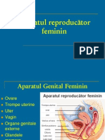 LP 11 Genital Fem